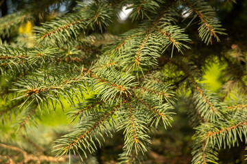Close-up of spruce tree branches with green needles in sunlight. 