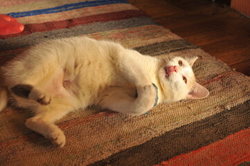A cozy photo of a cat playing with a ball of yarn in the house.
