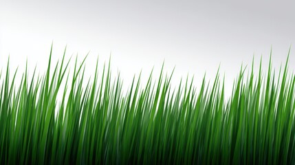Fototapeta premium Vibrant Green Grass Against Gray Gradient