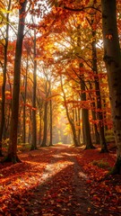 Autumn forest path bathed in sunlight