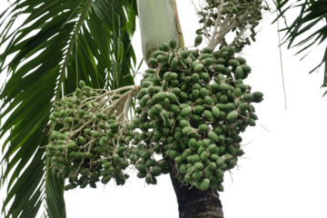 Clusters of green fruits growing on a tropical palm tree against a white isolated background.