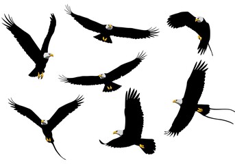 Eagle Flight Dynamics