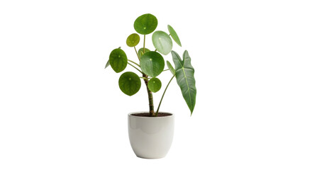 Isolated Pilea peperomioides in pot, indoor plant for home decoration, minimalism style