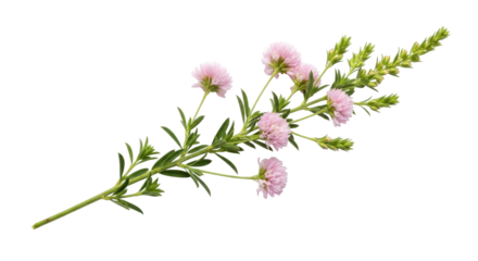Isolated delicate pale pink flowers on slender stems, blooming perennial flora closeup
