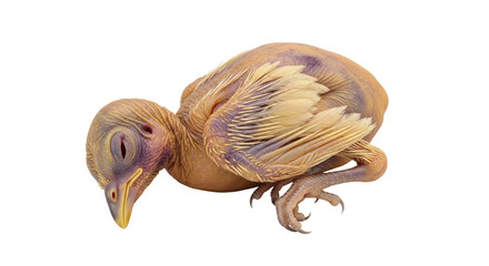 Isolated baby bird fledgling, vulnerable young animal needing care, wildlife conservation
