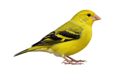 Isolated yellow bird perching attentively looking at something during daytime, stock photo