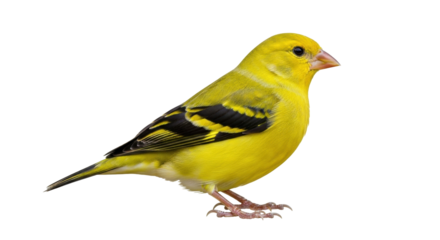 Isolated yellow bird perching attentively looking at something during daytime, stock photo