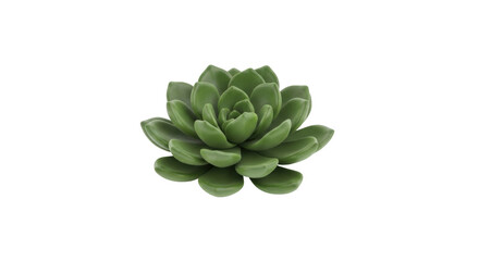 Isolated green succulent houseplant, a popular easy-care decorative indoor pot plant