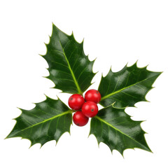 Photorealistic holly sprig with vibrant red berries perfect for festive designs isolated on transparent background