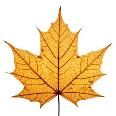 Obraz premium Isolated on white background, a detailed yellow maple leaf in autumn season
