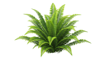 Isolated fern fronds create a bushy green plant, perfect for adding nature to your design work