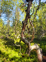 A tree with a twisted trunk is surrounded by green foliage