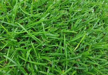 Close-up overhead shot of lush green grass blades covered in glistening water droplets on a neutral background showcasing natural texture  