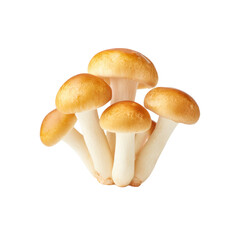 Cluster of Edible Enoki Mushrooms with Golden Caps and White Stems, Isolated on White Background for Culinary Use PNG set Transparent backround