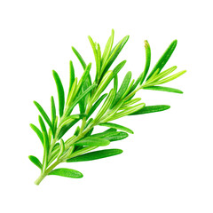 Fresh Rosemary Sprig Detailed Macro Studio Shot, Vibrant Green Herb, Culinary Ingredient, PNG set Transparent background