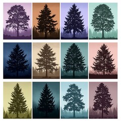 Chromatic Canopy