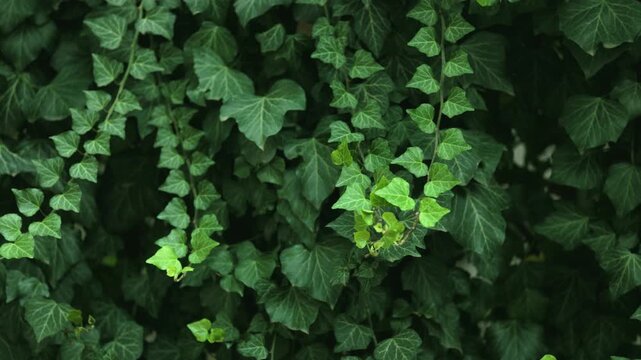 Ivy Hedera helix. A green leaves wall covered the forest. Dark green pattern with fresh green lush foliage natural backdrop. Ivy leaves,