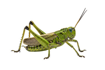 Fototapeta premium Detailed macro shot of a green grasshopper insect