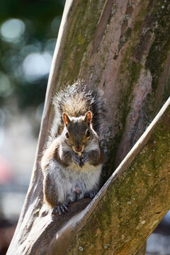 Squirrel sitting on a tree trunk at Jackson Square in the French Quarter of New Orleans, holding food in its paws.