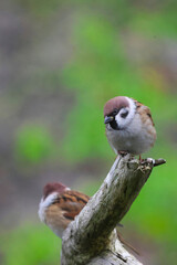sparrow on a tree