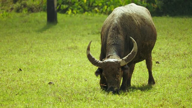 Water buffalo grazing lush green pasture, large adult carabao with robust physique mudcaked horns consuming fresh grass extensive open field. This domestic Asian buffalo demonstrates natural feeding