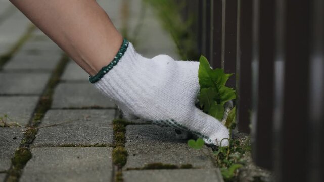 Hand in gardening glove is actively removing weeds from paving slabs, showcasing the progression of garden maintenance and care