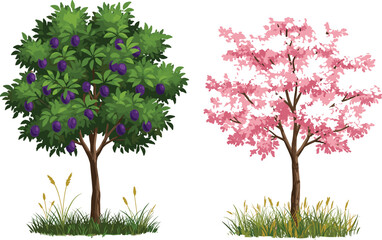 Fototapeta premium Fruit tree, cherry blossom tree, purple plums, pink flowers, seasonal foliage, nature contrast, grassy patch, botanical diversity, realistic illustration, isolated vegetation