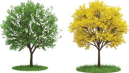 Obraz premium Spring tree, autumn tree, white blossoms, yellow leaves, seasonal foliage, green grass, brown trunk, nature contrast, botanical illustration, isolated vegetation