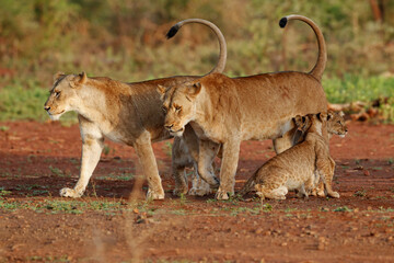 Lioness drinking and hanging around with her cubs in Zimanga Game Reserve near the city of Mkuze in South Africa