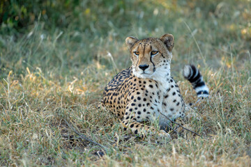 Cheetah (Acinonyx jubatus). A cheetah family of a mother with 5 sub adult cubs was hanging around in aMashatu Game Reserve in the Tuli Block in Botswana   