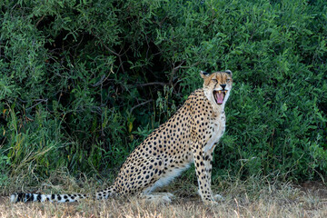 Cheetah (Acinonyx jubatus). A cheetah family of a mother with 5 sub adult cubs was hanging around in aMashatu Game Reserve in the Tuli Block in Botswana   