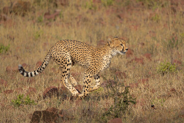 Cheetah (Acinonyx jubatus). A cheetah family of a mother with 5 sub adult cubs was hanging around in aMashatu Game Reserve in the Tuli Block in Botswana   