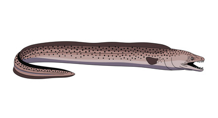 Obraz premium The long and slender moray eel gracefully swims through the ocean.
