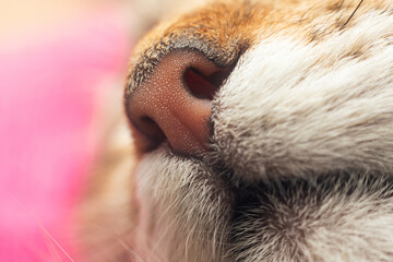 A close-up of a sleeping cat's nose