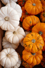 Overhead view of a diverse selection of small white and orange Baby Boo pumpkins and gourds showing the vibrant colors of the autumn season and concepts of Halloween, Thanksgiving