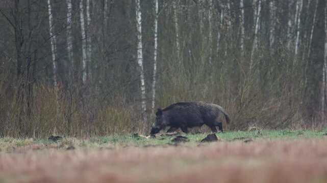 Mammals - Wild boar Sus scrofa, animal runing, green meadow, spring time wildlife Poland Europe