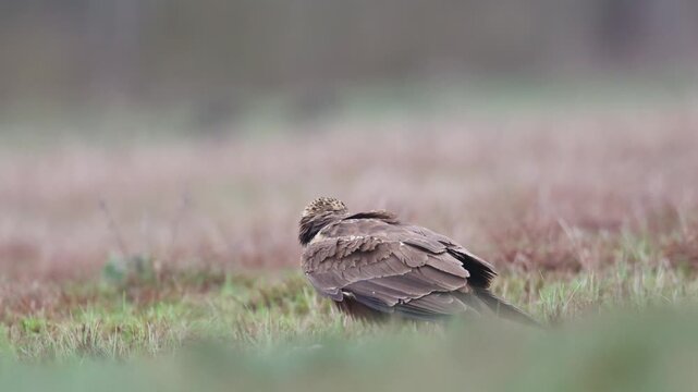 Birds of prey - female Marsh Harrier Circus aeruginosus hunting time early spring, bird sitting on the meadow Poland Europe