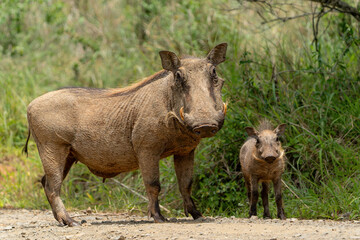Common warthog (Phacochoerus africanus), a wild member of the pig family, piglets hanging around mother in Hluhluwe Game Reserve in South Africa
