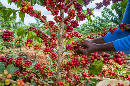 Fresh coffee cherries growing on branches, handpicked for processing.