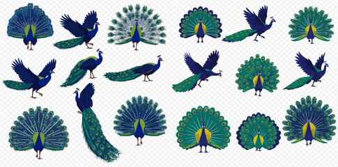A collection of peacock illustrations in various poses and tail displays.