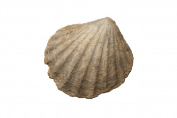 Fossilized seashell showing ribbed bivalve shell texture, ancient mollusk remains on transparent background