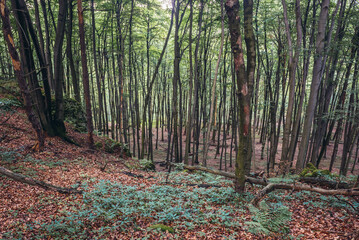 Natural preserve called Falcon Mountains in Polish Jurassic Highland, Silesia region in Poland