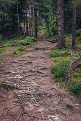 Forest marked path on Mount Naroznik in Table Mountains, Sudetes in Poland