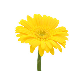 Flower on white background. 