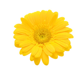 Close up of a gerbera