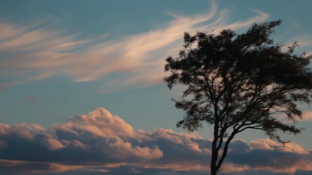 A silhouetted tree's branches sway against a sky filled with wispy clouds tinged with sunset colors