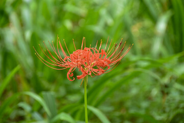 秋の訪れ　秋の野原に咲く彼岸花