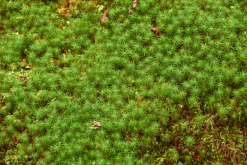 日本の風景　緑が美しい苔
