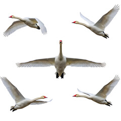 Fototapeta premium Five white swans in various flying positions, showcasing their wings and distinctive red beaks. Isolated on a transparent background.