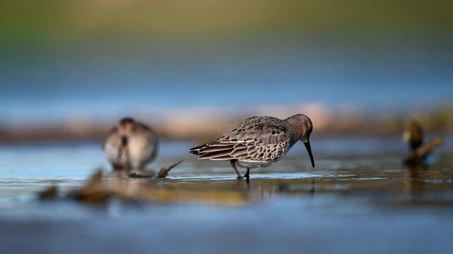 Dunlin Searching For Food In The Lake